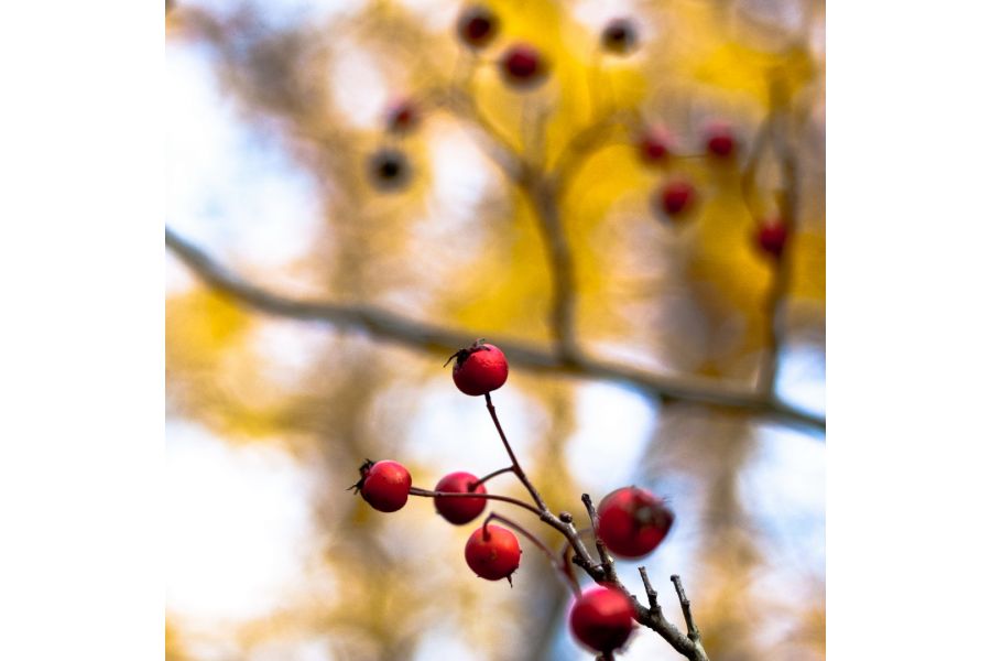Tessar 4,5/30cm DRP Carl Zeiss Jena (Germany, 1912)