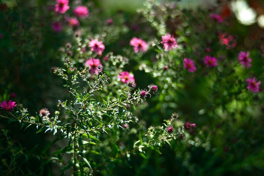 Редкость Уран-10 2,5/10см (СССР, 1958)