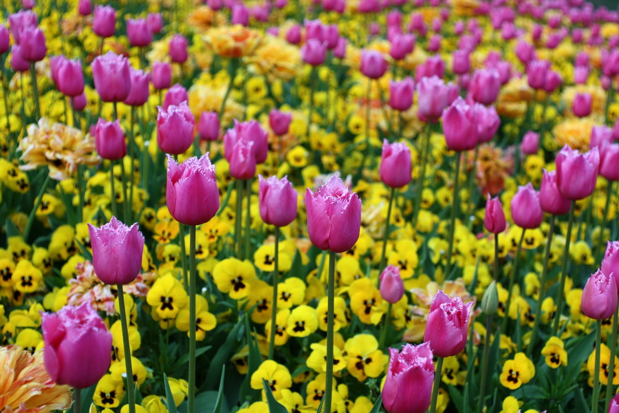 Мир-1 2.8/37 GPB (ЗОМЗ, 1964) в тубусе