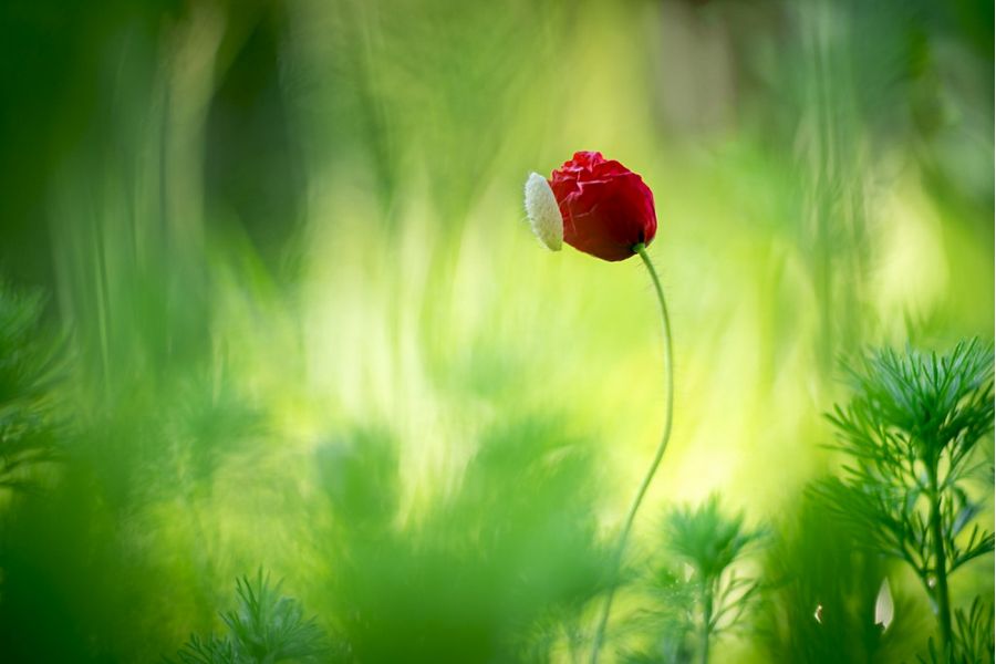 7Artisans 55mm f/1.4 M4/3 1