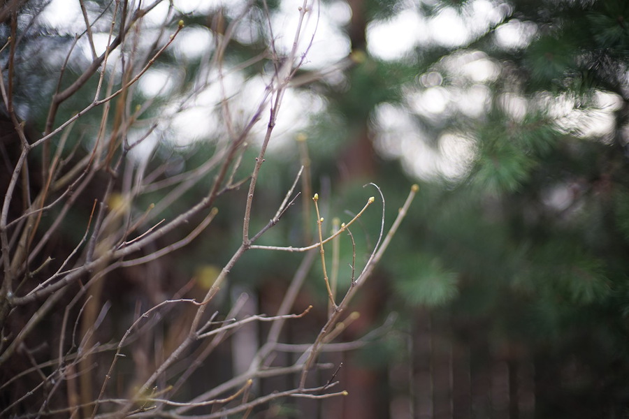 Voigtlander Nokton 50mm f/1.1 новый