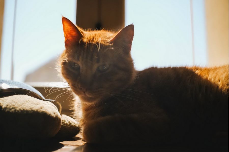 Meike 1.8/25mm Multi Coated Sony E