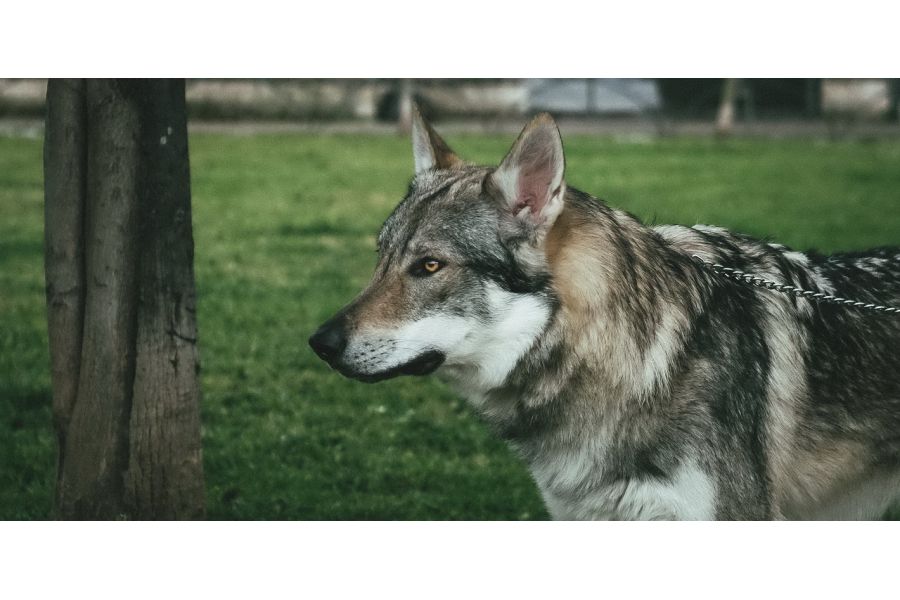 Meike 1.8/25mm Multi Coated Sony E