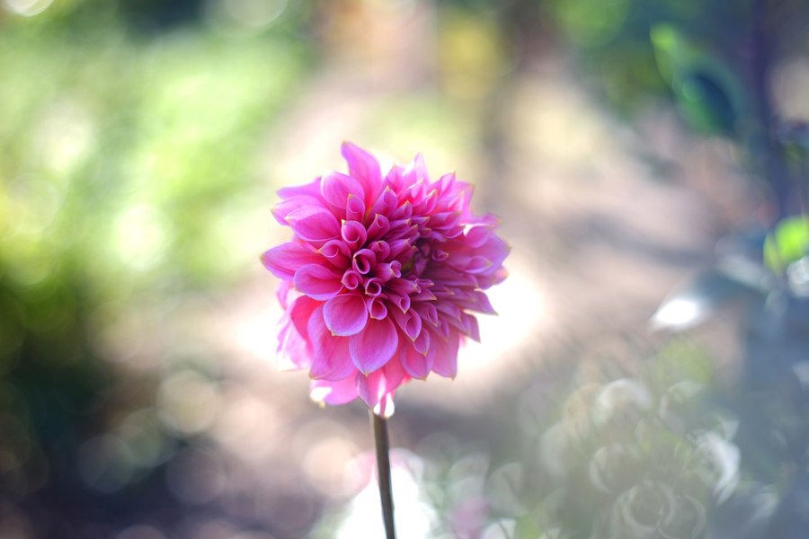 Rokkor-PF auto 1.4/58mm Minolta (Japan, 1966)