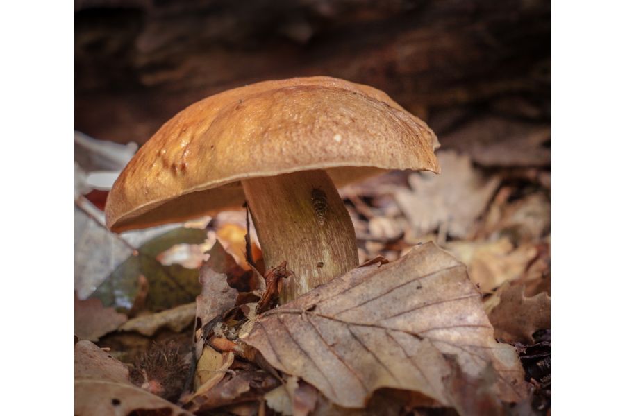 Rokkor-PF auto 1.4/58mm Minolta (Japan, 1966)