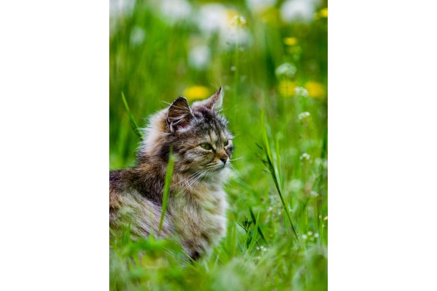 Редкость Юпитер-21Т 200mm f/4