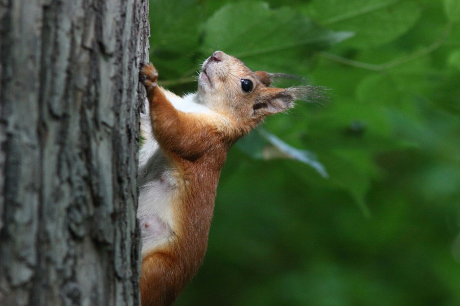 Редкость Юпитер-21Т 200mm f/4