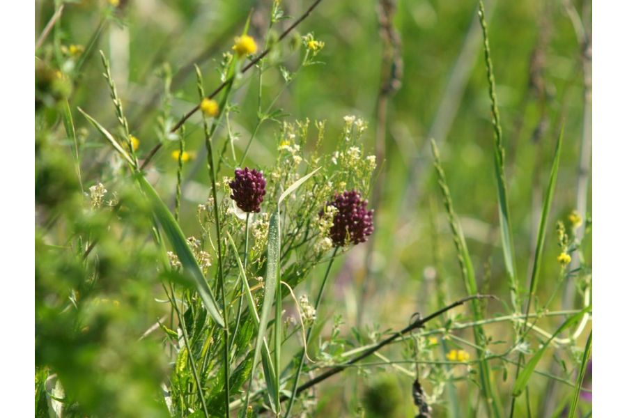 Редкость Юпитер-21Т 200mm f/4
