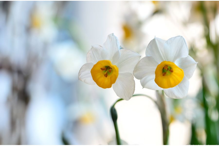 Olympus OM-System Zuiko Auto-Macro 90mm f/2 новый