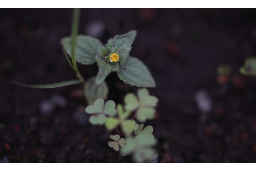 Olympus OM-System Zuiko Auto-Macro 90mm f/2 новый