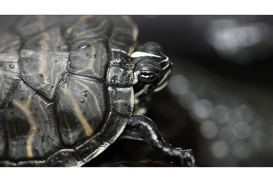 Olympus OM-System Zuiko Auto-Macro 90mm f/2 новый