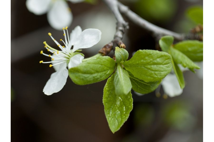 Вега-11УР 2.8/50