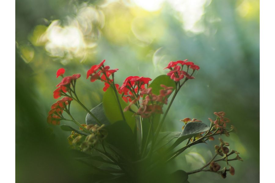 Hanimar 3.5/135 (Japan, 1982)