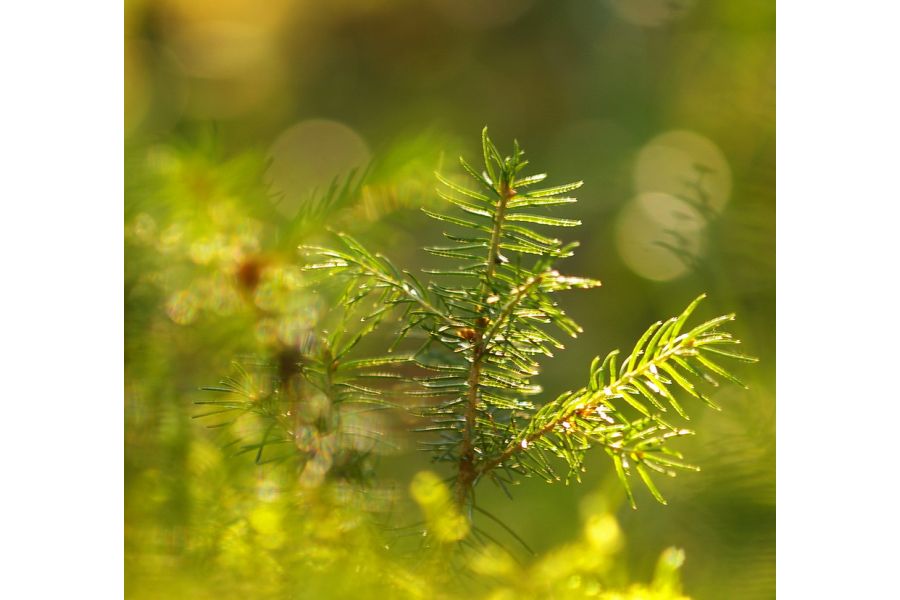 Pentax-M SMC Macro 4/100mm