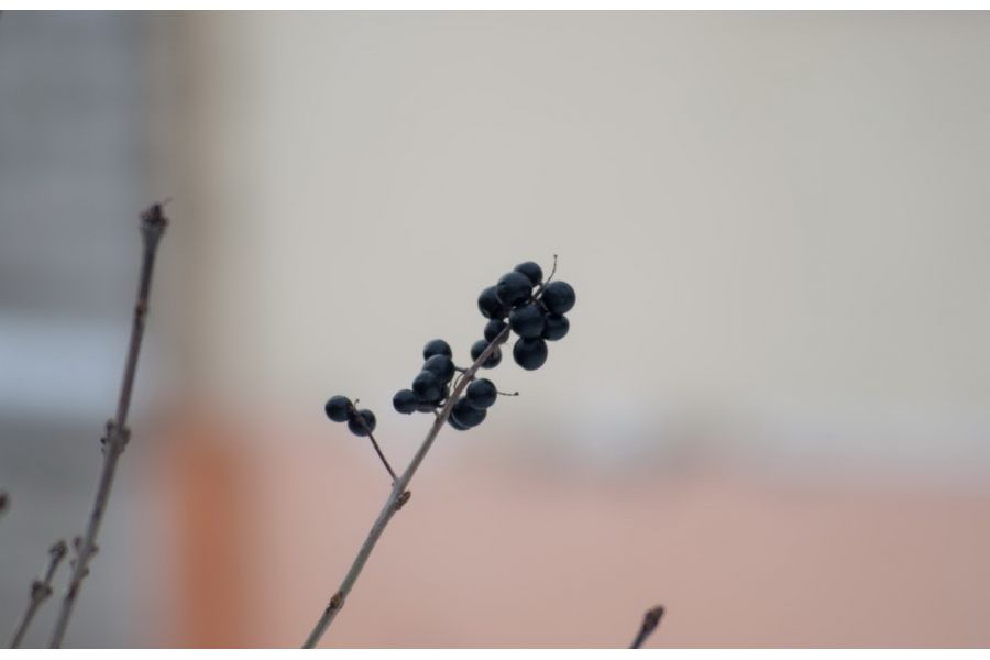 Soligor MC 70-210mm f/4.5-5.6 C/D (Japan, 1980)