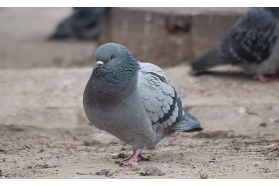 Soligor MC 70-210mm f/4.5-5.6 C/D (Japan, 1980)