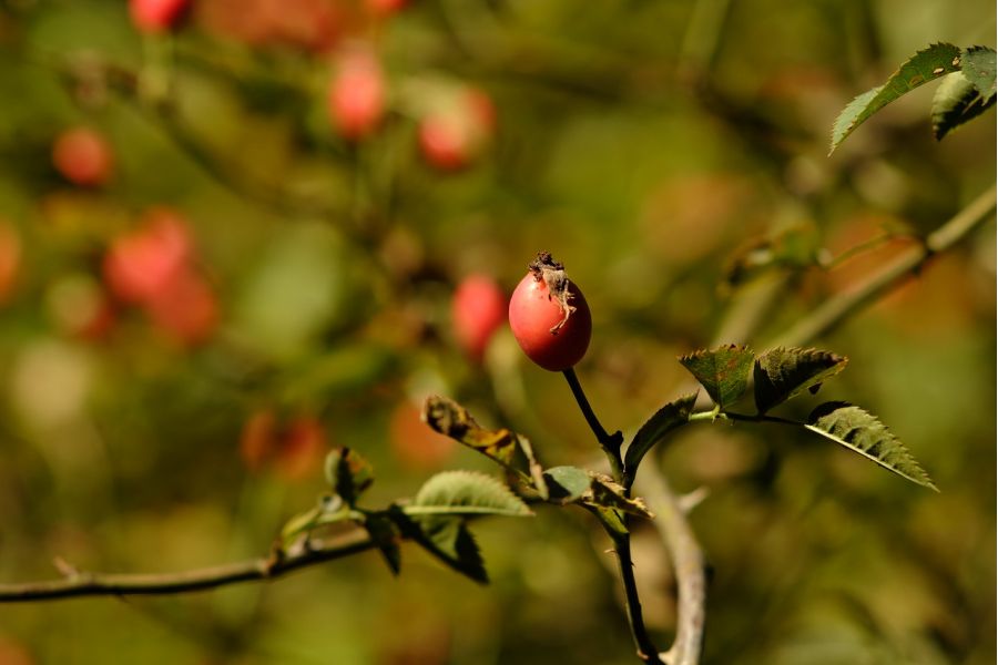 Canon FD 3.5/135mm S.C. Japan