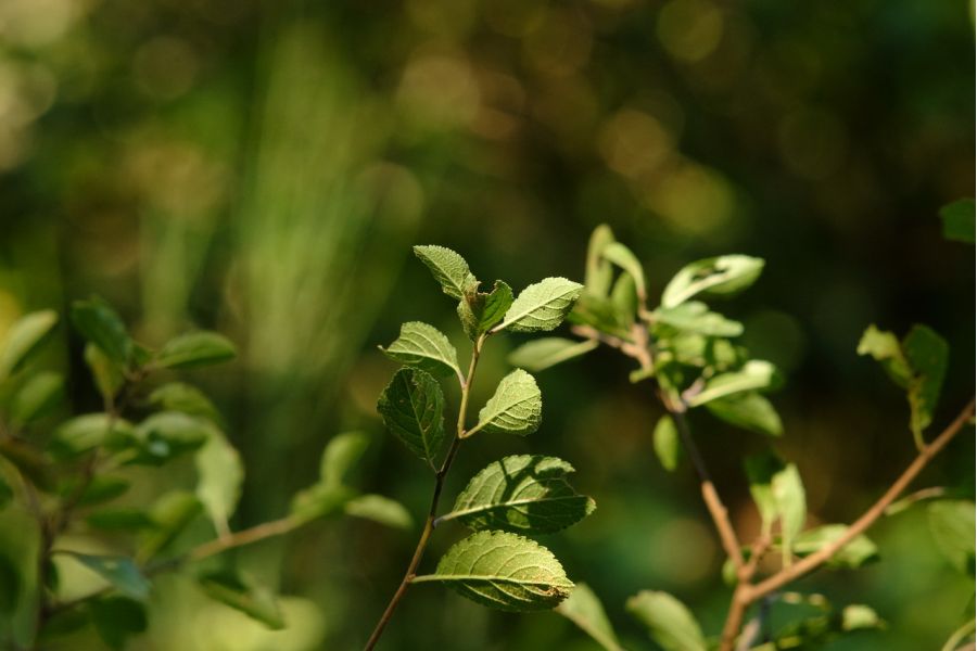 Canon FD 3.5/135mm S.C. Japan