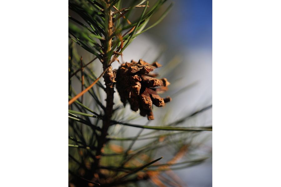 Индустар макро 3.5/50 ФЭД-19 (СССР, 1939)