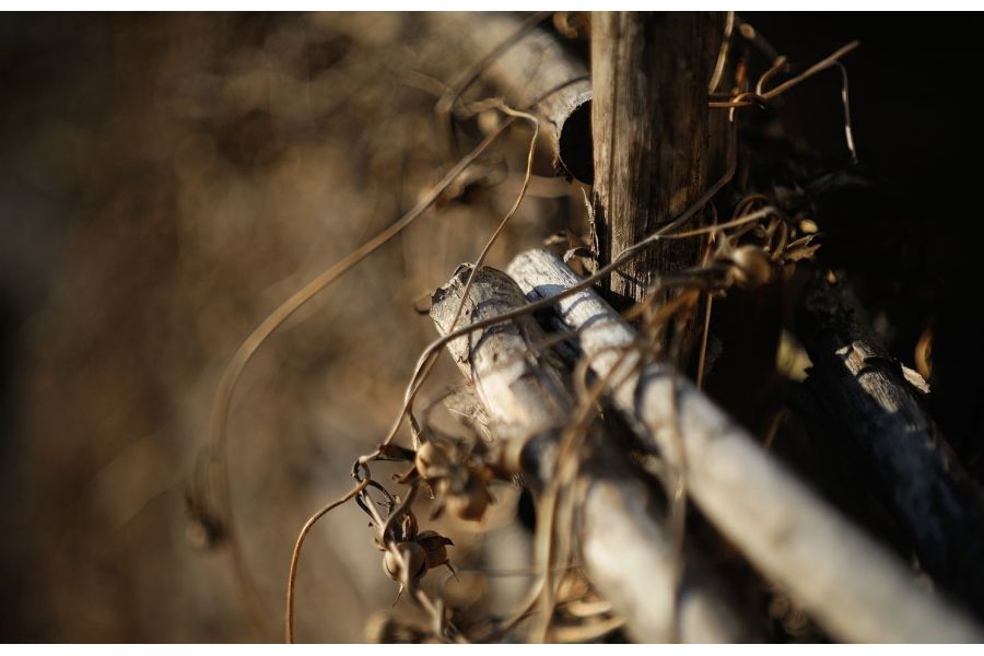 Индустар макро 3.5/50 ФЭД-19 (СССР, 1939)