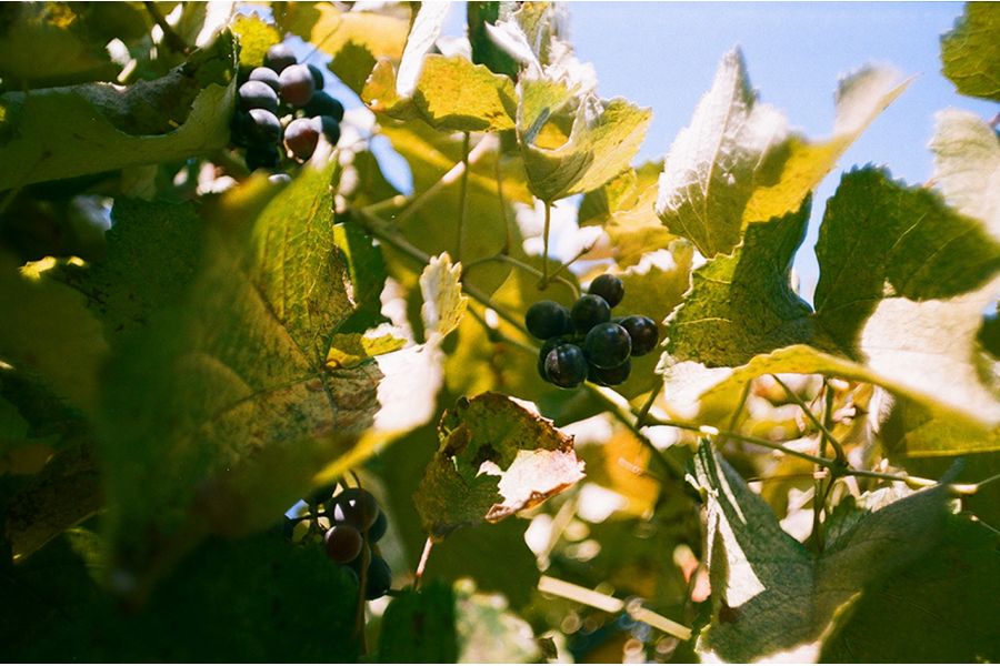 Зенитар-Н 2.8/28 MC Nikon F