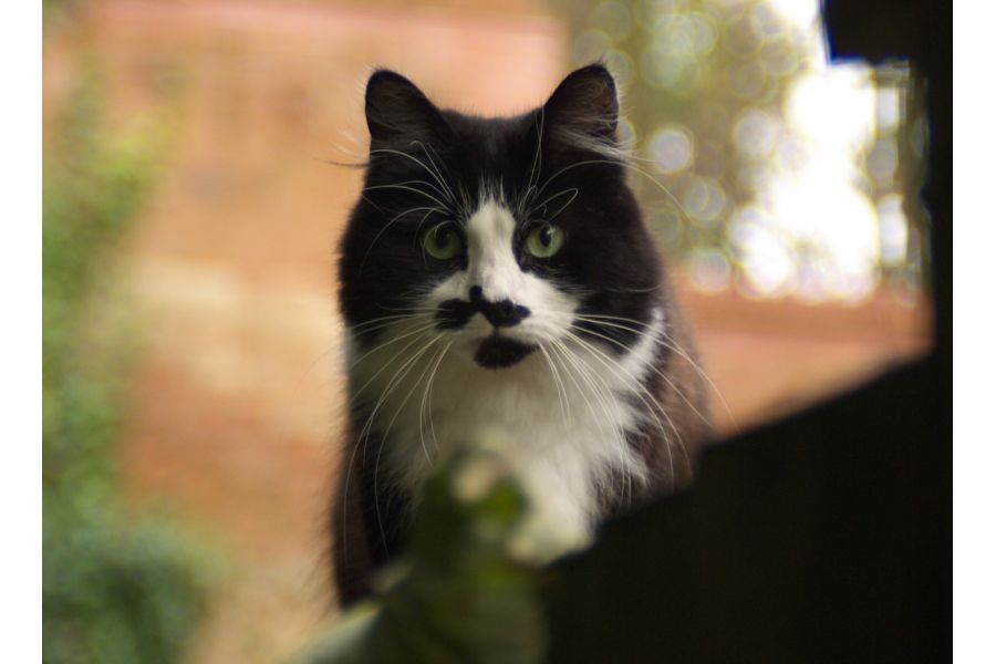 Vivitar 70-150mm f/3,8 for Nikon F