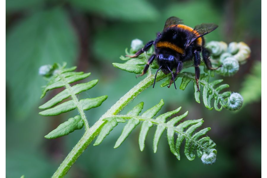 Vivitar 70-150mm f/3,8 for Nikon F