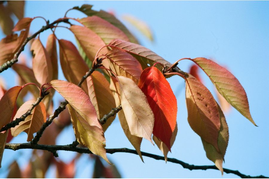 Vivitar 70-150mm f/3,8 for Nikon F