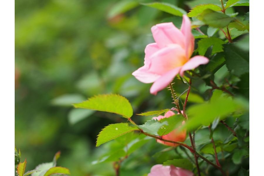 Canon FD 1.8/50mm S.C.