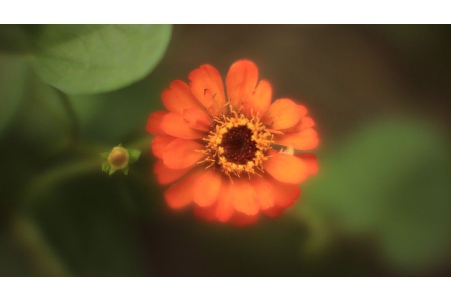 Rayxar E65/0,75/0 De Oude Delft