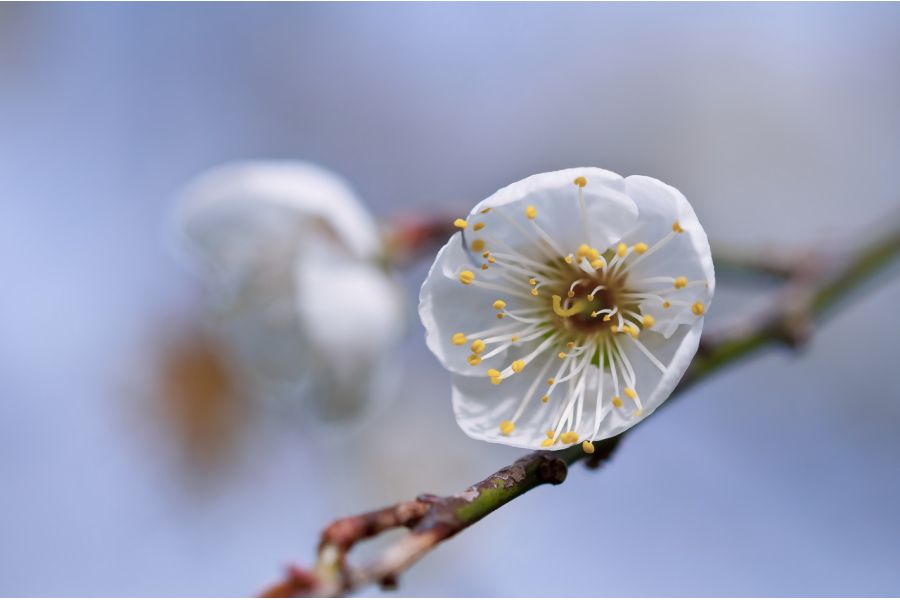 Nikon 200mm f/4D ED-IF AF Micro-Nikkor (новый)