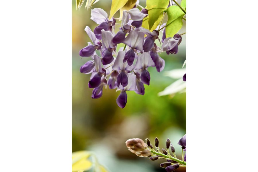 Nikon 200mm f/4D ED-IF AF Micro-Nikkor (новый)