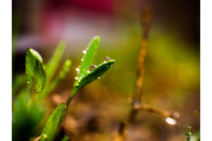 Fujian 25mm f/1.4 C-mount