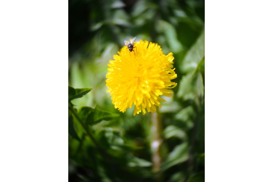 Fujian 25mm f/1.4 C-mount