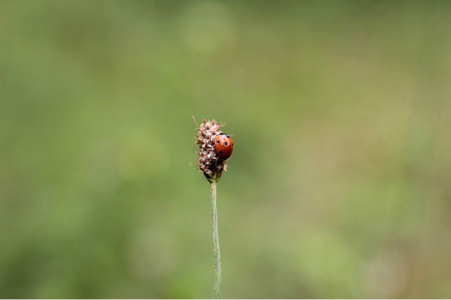 Sigma AF 35mm f/1.4 DG HSM Art Canon EF new