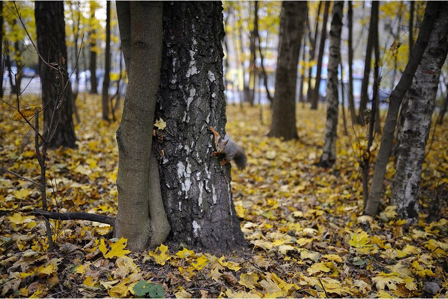 Sigma AF 35mm f/1.4 DG HSM Art Canon EF new