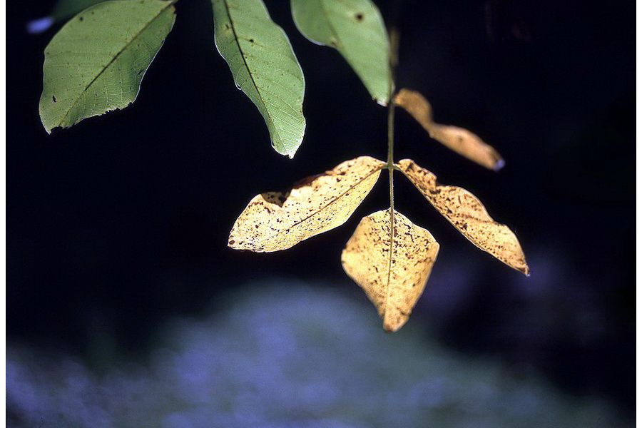 Юпитер-36В 3.5/250 (СССР, 1986)