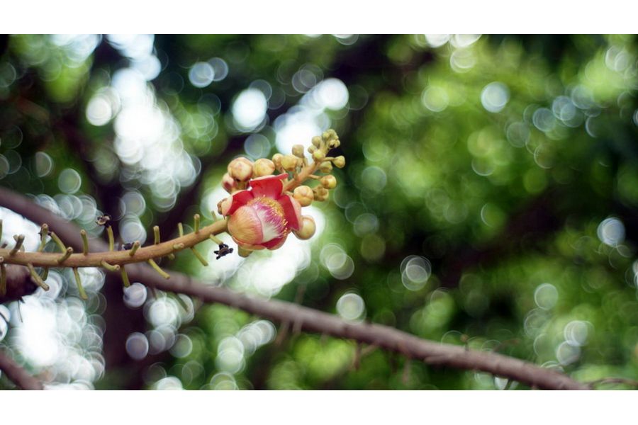 Новье Юпитер-8 2/50 для Fujifilm FX