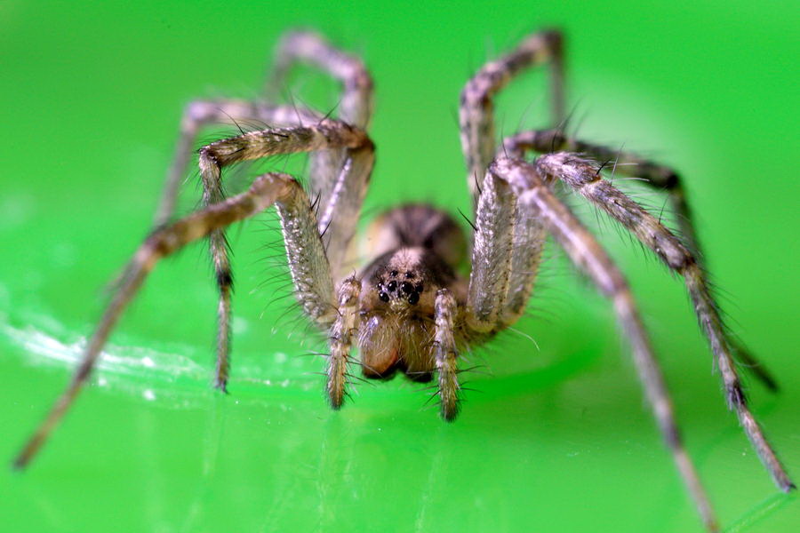 И96У 3,5/50 для Nikon (1980)