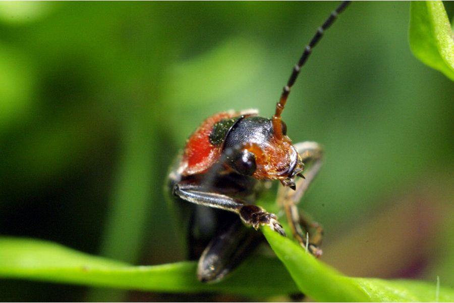 И96У 3,5/50 для Canon EOS