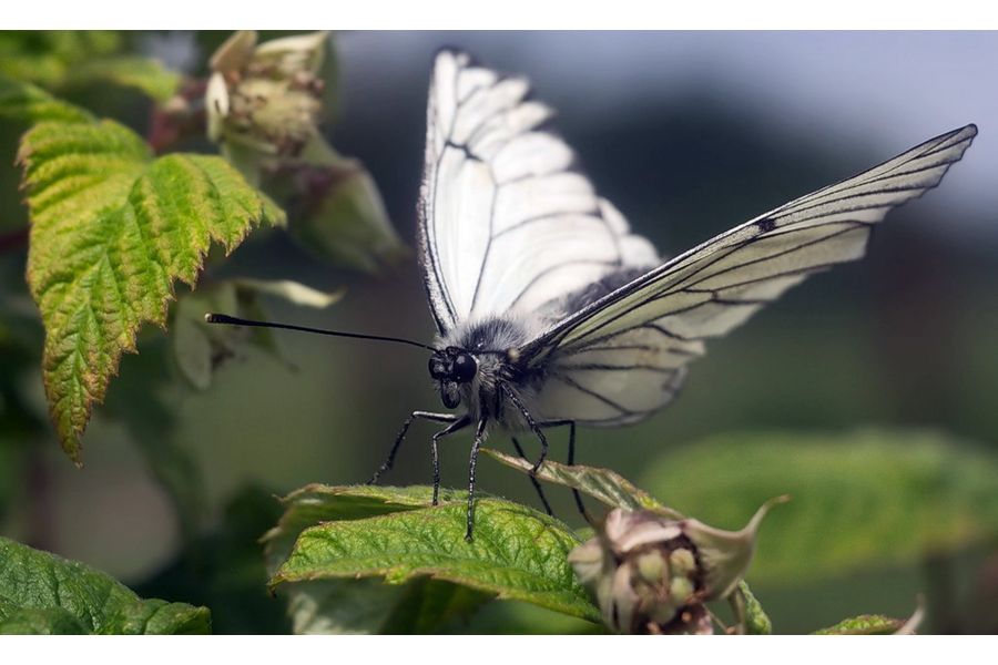 И96У 3,5/50 для Canon EOS