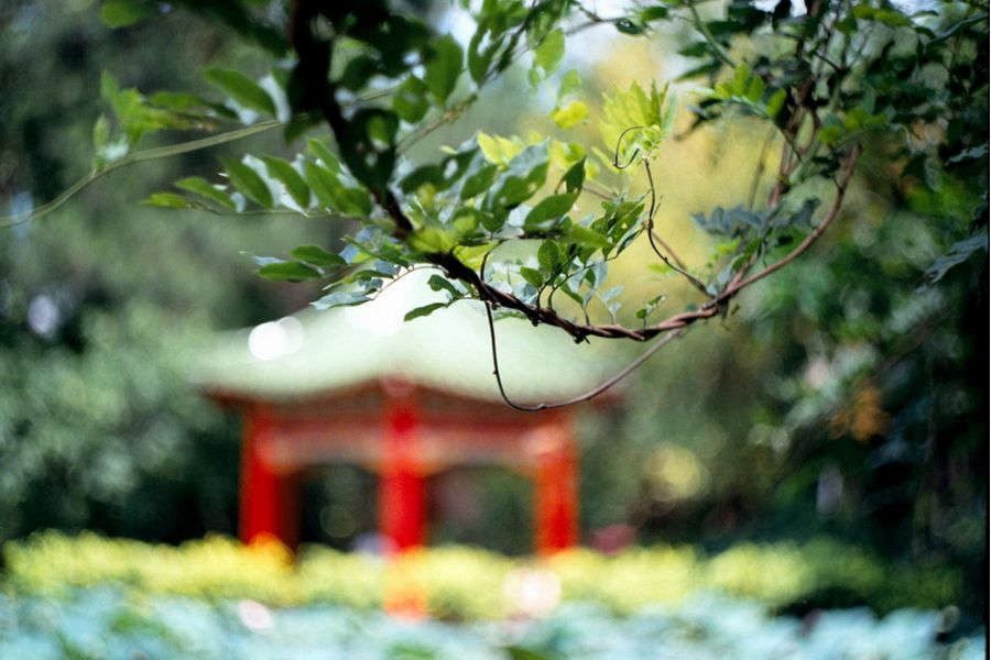 Редкость Гелиос 44 2/58 для Canon, 13 лепестков