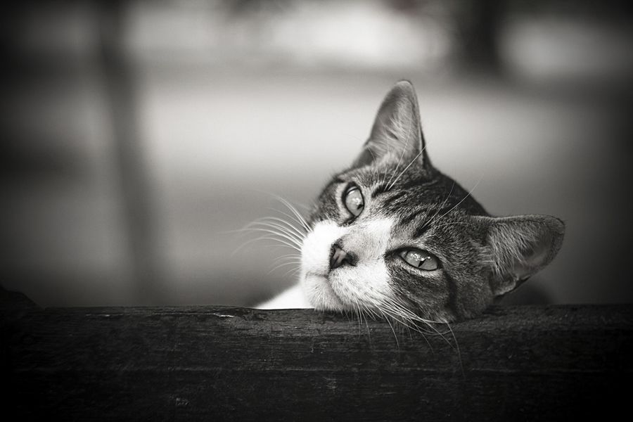 Супер мс Гелиос-44М-7 f2/58mm для Nikon