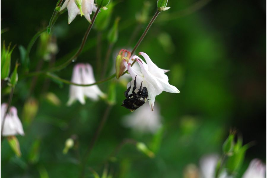 Редкий Helios-44 2/58mm для Canon (глянцевый)