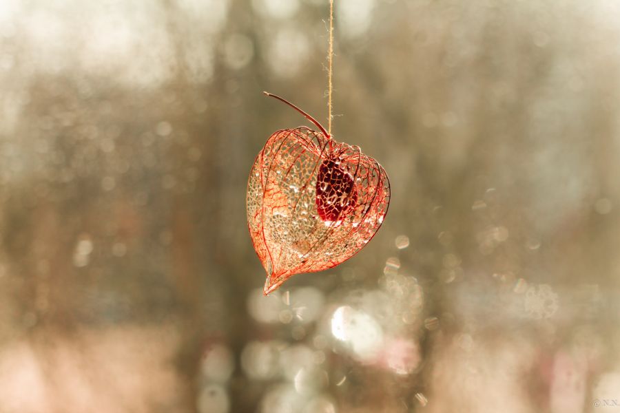 Редкий Helios-44 2/58mm для Canon (глянцевый)