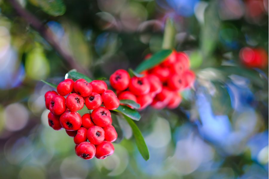 Редкий Helios-44 2/58mm для Canon (глянцевый)