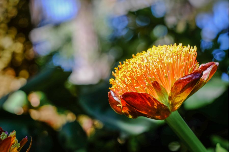 Редкий Helios-44 2/58mm для Canon (глянцевый)