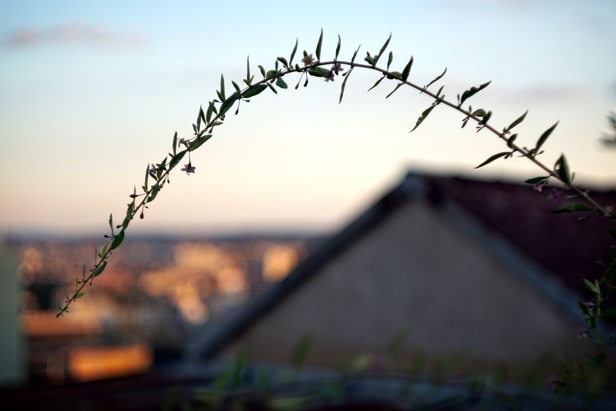 Редкий Helios-44 2/58mm для Canon (глянцевый)