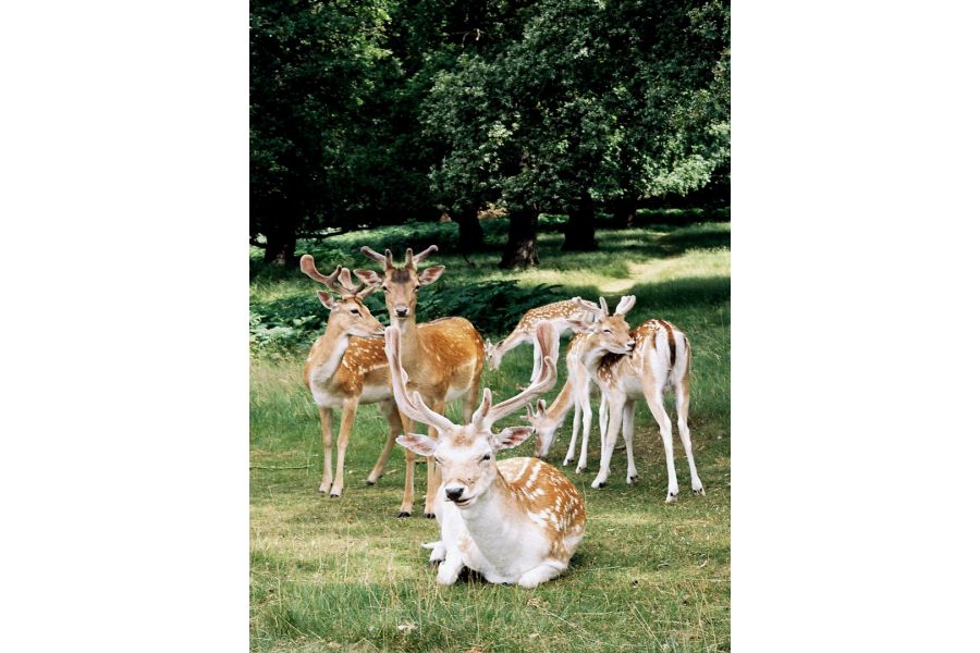 Новый Leica R4s + Summicron-R 2/50 Leits