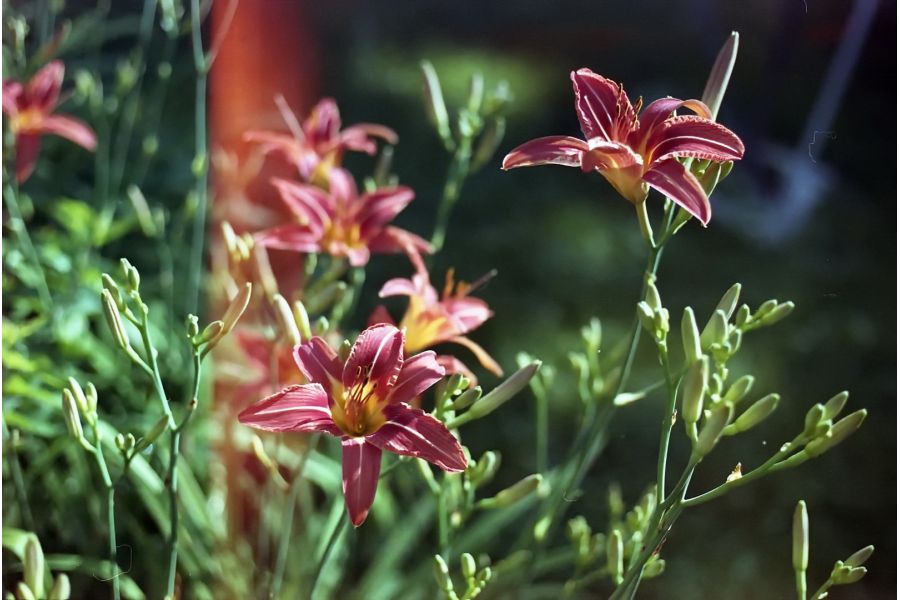 Новый Leica R4s + Summicron-R 2/50 Leits